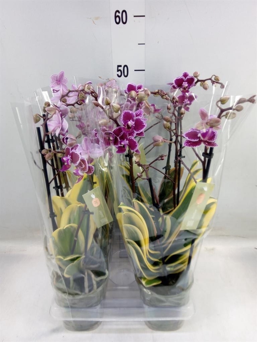 <h4>Phalaenopsis multi. 'Magic Leaf'</h4>