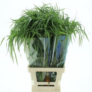 Panicum Fountain Extra