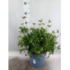 Scabiosa japonica