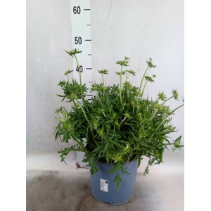 Scabiosa japonica