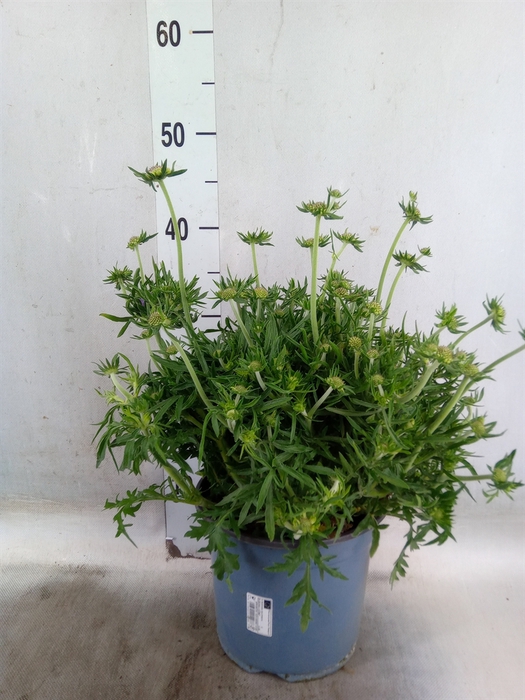 <h4>Scabiosa japonica</h4>