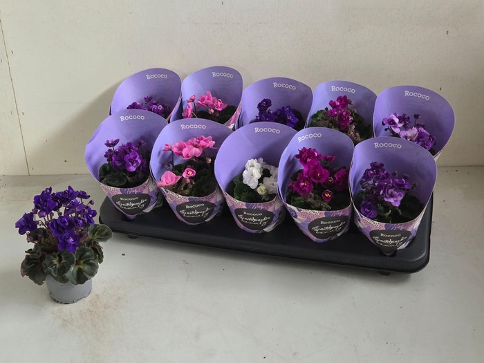 <h4>SAINTP IN ROCOCO GEM</h4>