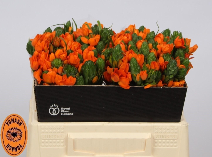 <h4>ORNIT DB SUNSHINE</h4>