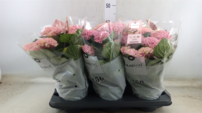 <h4>Hydrangea mac. 'Magical Revolution'</h4>