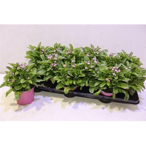 Myos Sy Mon Ami Pink