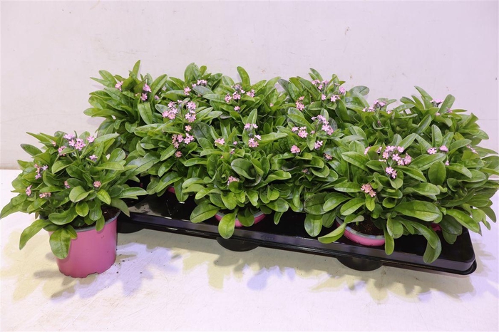 <h4>Myos Sy Mon Ami Pink</h4>