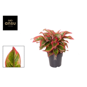 Aglaonema Cadmium Red