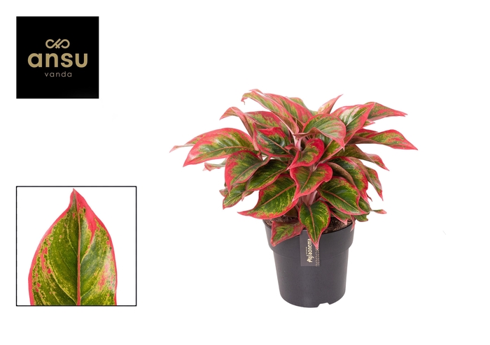 <h4>Aglaonema Cadmium Red</h4>
