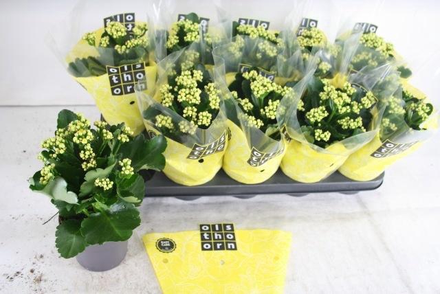 <h4>KAL B GE C PIAFF</h4>