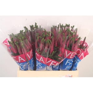 Veronica Smart Iselle Pink