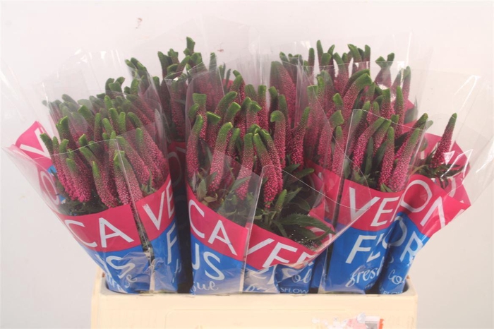 <h4>Veronica Smart Iselle Pink</h4>