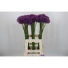 Allium Gladiator