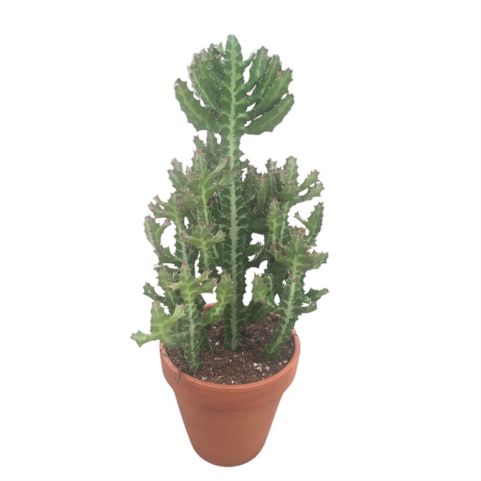 <h4>Euphorbia lactea</h4>