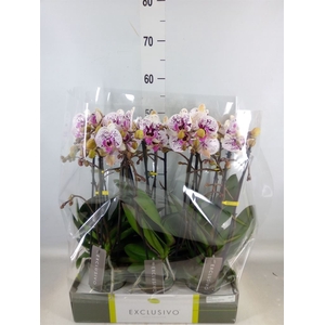 Phalaenopsis multi.   ...