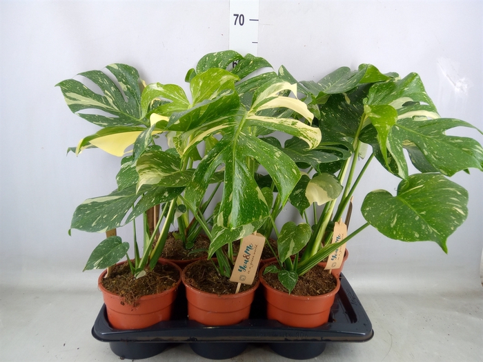 <h4>Monstera delic. 'Thai Constellatio'</h4>