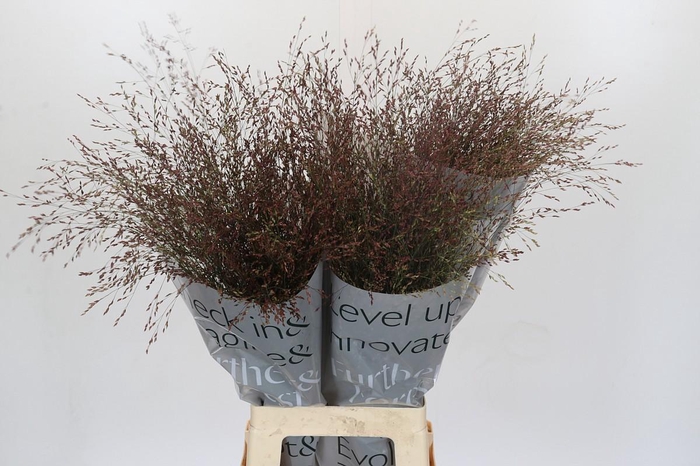 Panicum Virgatum Warrior