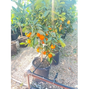 Citrus sinensis