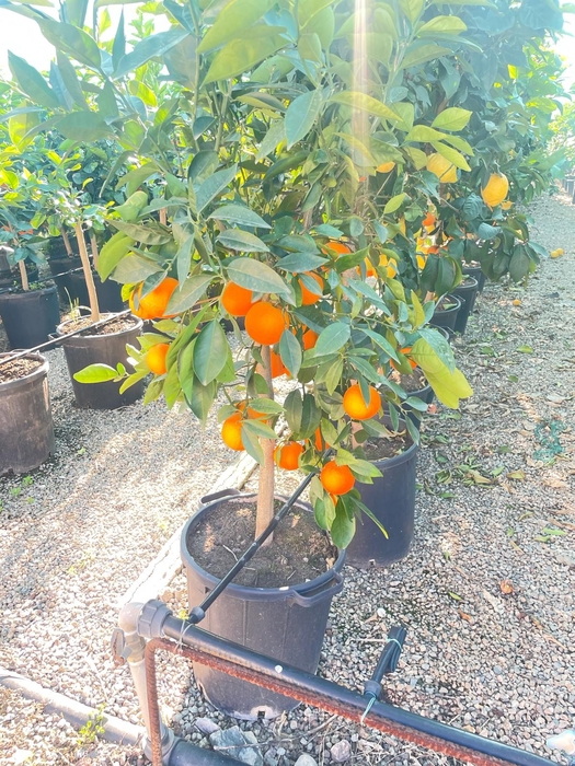 <h4>Citrus sinensis</h4>