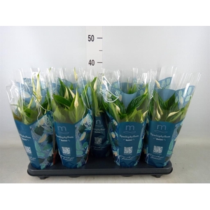 Spathiphyllum  'Bellini'