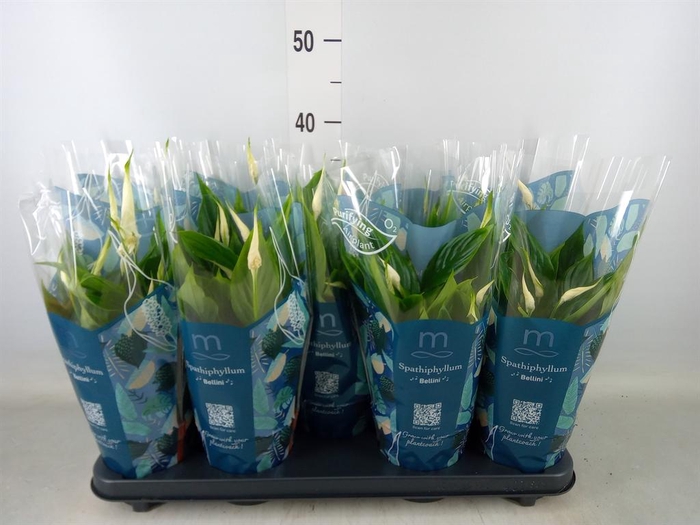 <h4>Spathiphyllum  'Bellini'</h4>