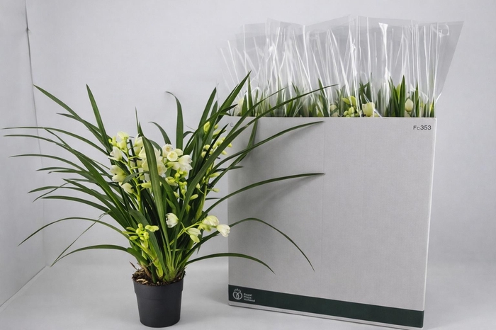 <h4>CYMB OVERIG</h4>