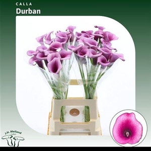 Zant Durban