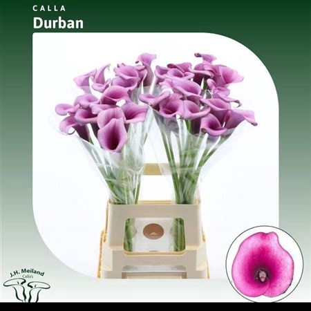 <h4>Zant Durban</h4>
