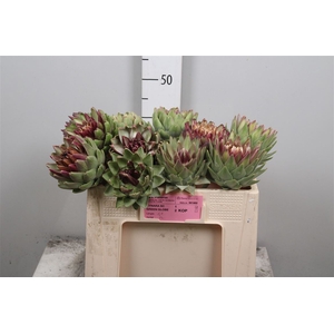 Cynara Sc Green Glob