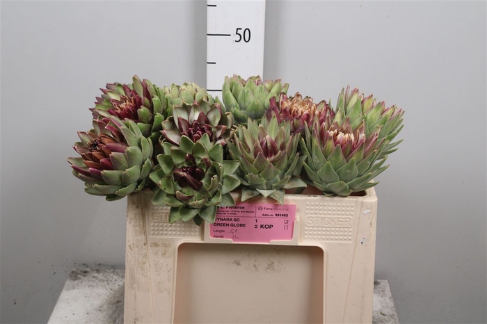 <h4>Cynara Sc Green Glob</h4>