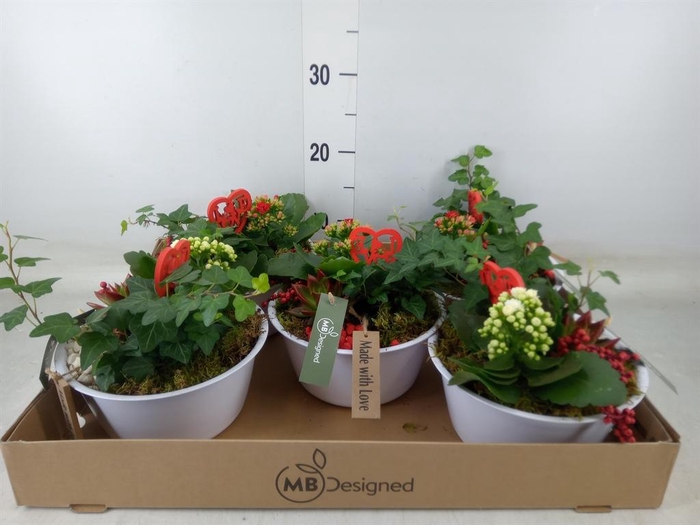 <h4>Arr.    Planten  H%</h4>