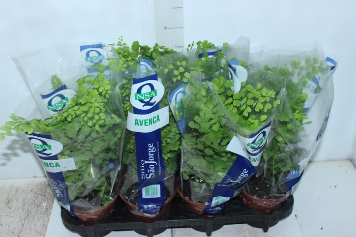<h4>AVENCA VARIADA P15</h4>