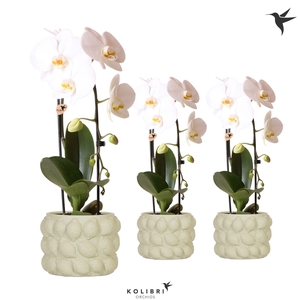Kolibri Orchids Phalaenopsis Cascade Niagara Fall white 1 spike in Citrus pot green