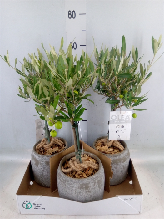 <h4>Arr.   Tuinplanten H%</h4>