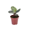 CALATHEA MEDALLION P12
