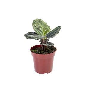 CALATHEA MEDALLION P12