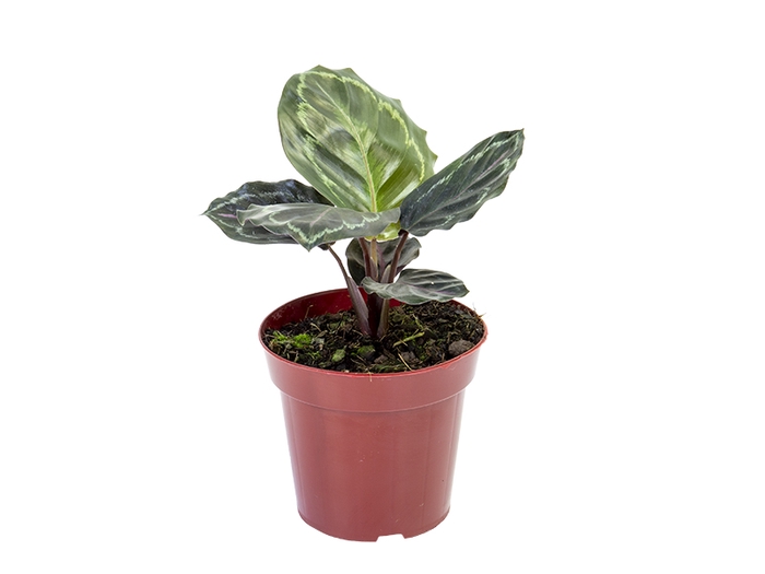 <h4>CALATHEA MEDALLION P12</h4>