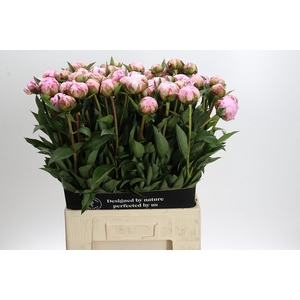 Paeonia Sarah Bernhardt