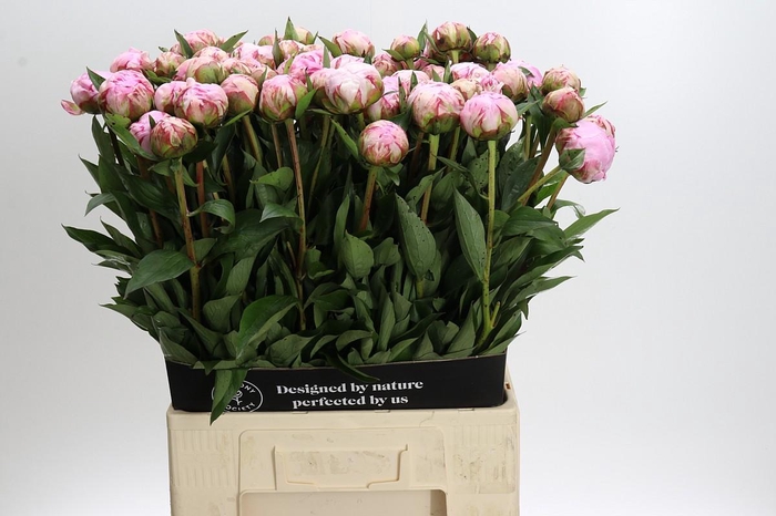 Paeonia Sarah Bernhardt