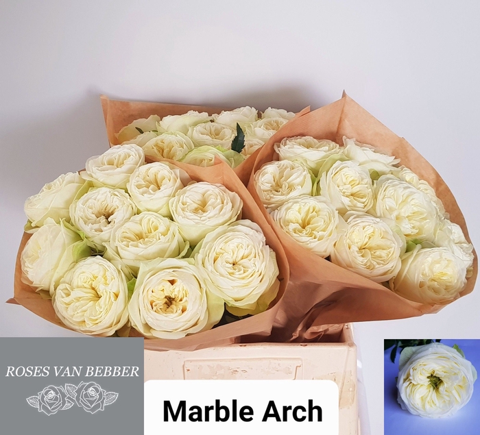 <h4>R GR MARBLE ARCH</h4>