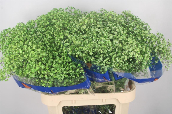 <h4>Gyps Klb Apple Green</h4>