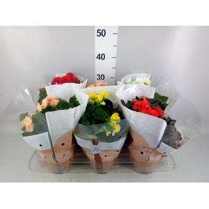 Begonia elat. DU   ...mix