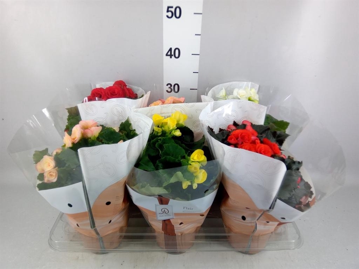 <h4>Begonia elat. DU   ...mix</h4>