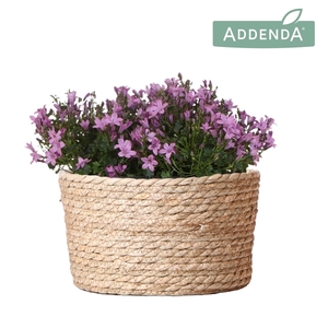 Campanula Addenda Ambella pink in Reed Basket
