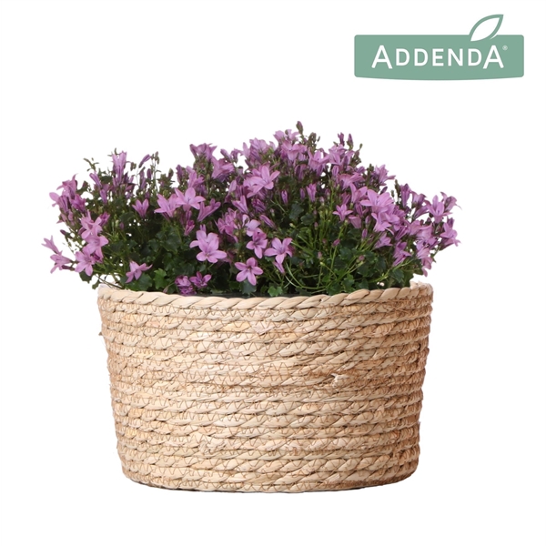<h4>Campanula Addenda Ambella pink in Reed Basket</h4>