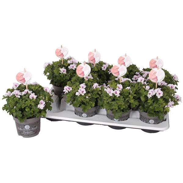 <h4>Pelg. Angel Parfum Fenna 12cm</h4>