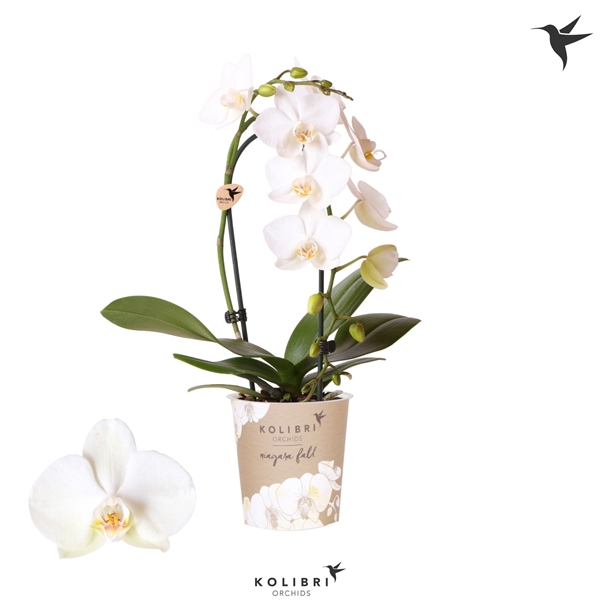 Kolibri Orchids Cascade Niagara Fall white 1 spike