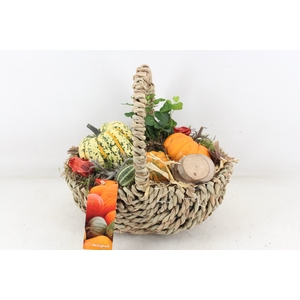 arr4 Sierfruit MB - Tasmand x4