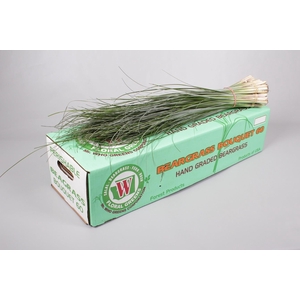 Beargrass (Per Stem)