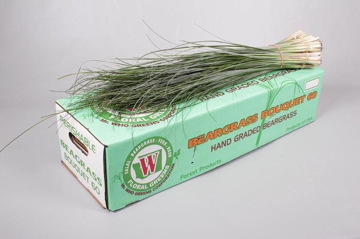 <h4>Beargrass (Per Stem)</h4>