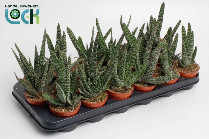 <h4>Gasteria Carinata Big Ben</h4>